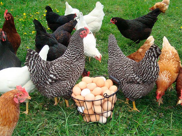 Содержание кур и уход за ними | ЗооТом - продажа, вязка и услуги для животных в Карпинске