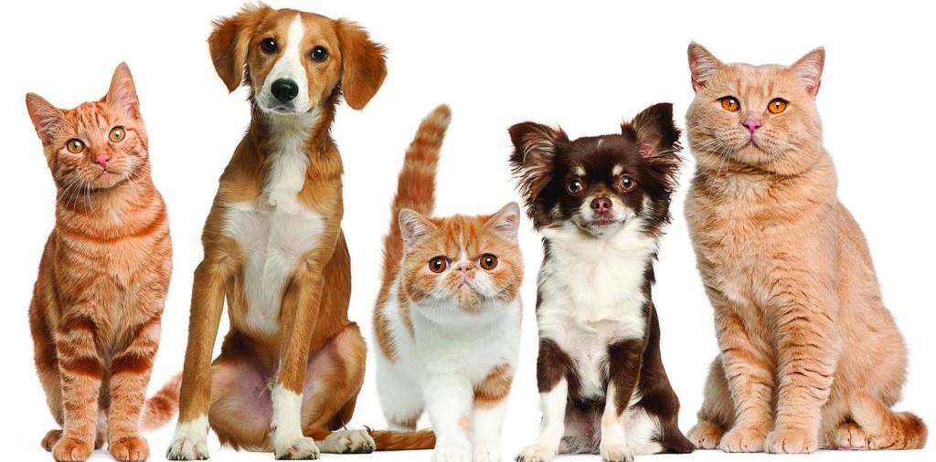 Доска объявлений о животных | ЗооТом - продажа, вязка и услуги для животных в Карпинске