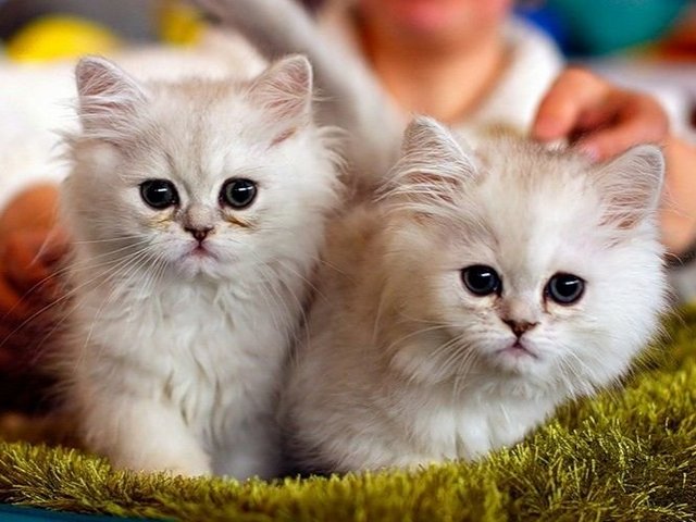 Породы кошек в Карпинске | ЗооТом портал о животных