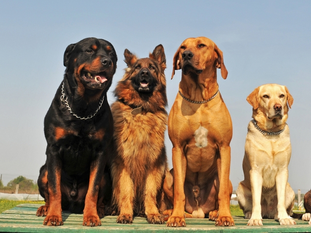 Крупные породы собак в Карпинске | ЗооТом портал о животных